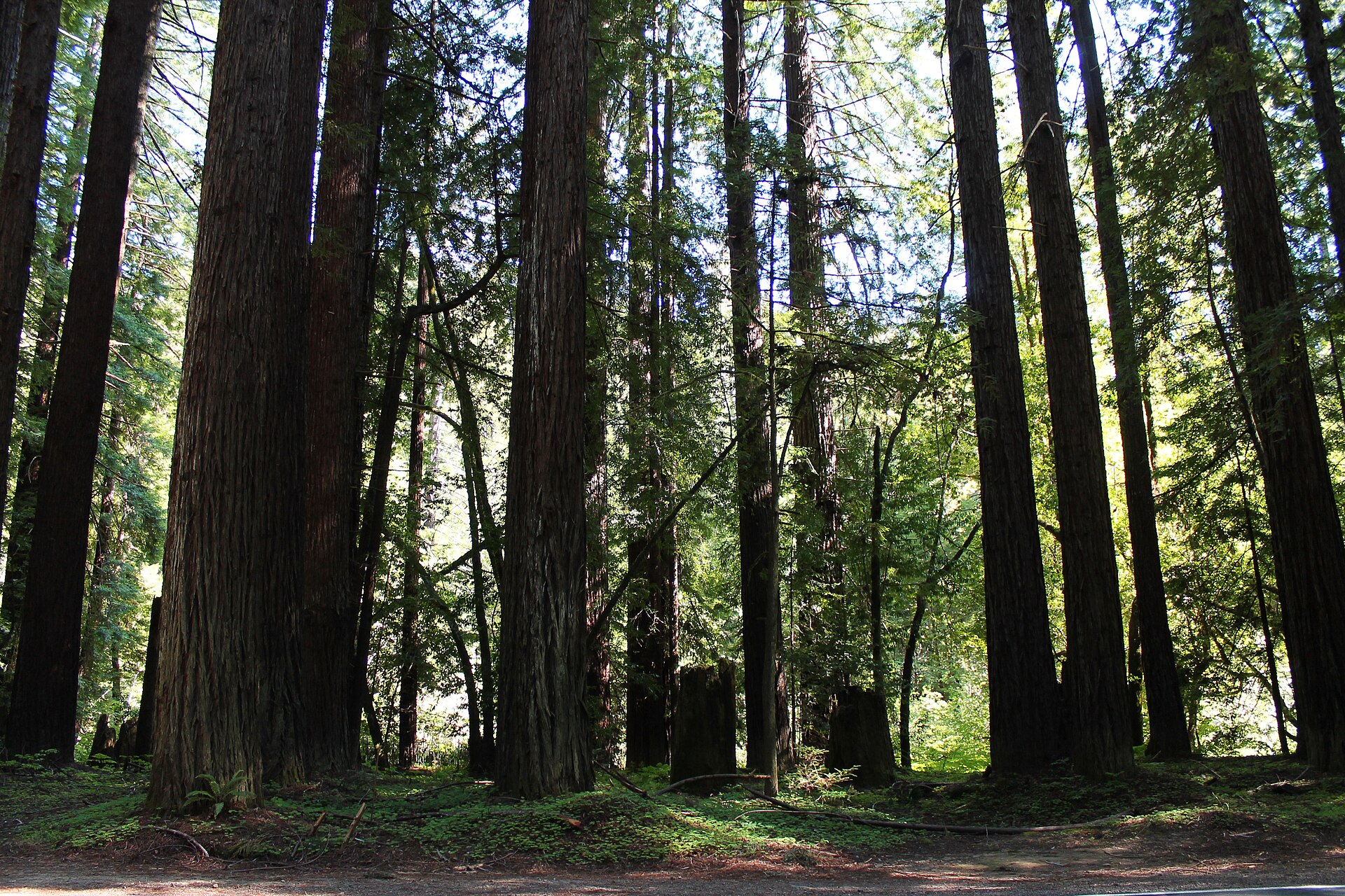 Sunlight between coastal redwood trunks at Hendy Woods State Park
